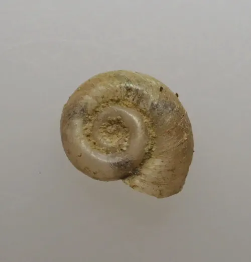 Smooth Ramshorn