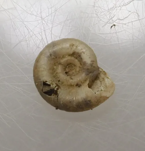 Smooth Ramshorn - photo 2