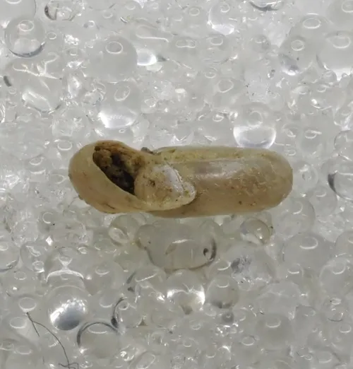 Smooth Ramshorn - photo 3