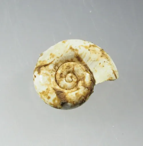 Smooth Ramshorn - photo 4