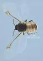 Bean Root Aphid - photo 4