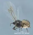 Bean Root Aphid - photo 5
