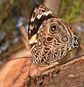 Blomfild's Beauty - Hodges#4547.1
