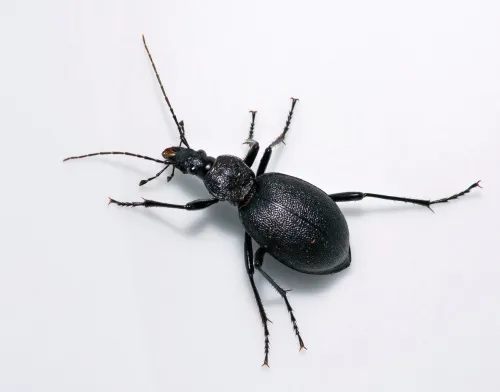 Snail Hunter - photo 3