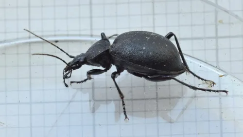 Snail Hunter - photo 4