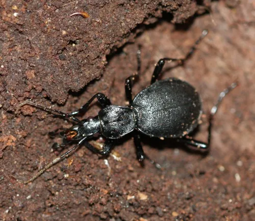 Snail Hunter - photo 5
