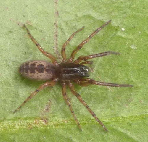 Snake-back Spider