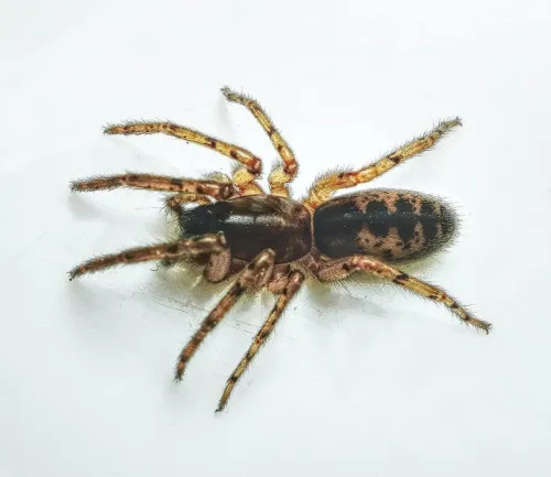 Snake-back Spider - photo 2