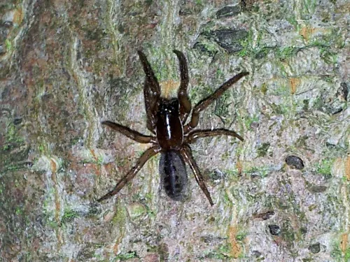 Snake-back Spider - photo 3
