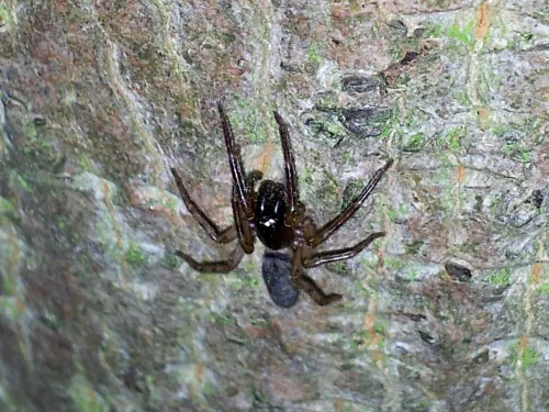 Snake-back Spider - photo 4
