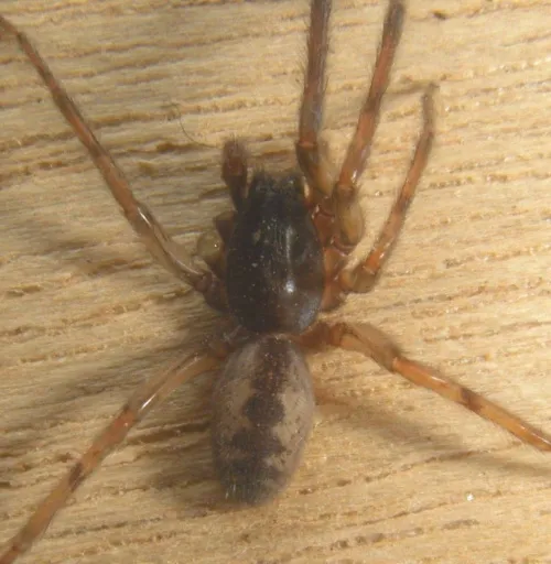Snake-back Spider - photo 5