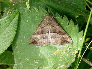 The Snout - Hypena proboscidalis