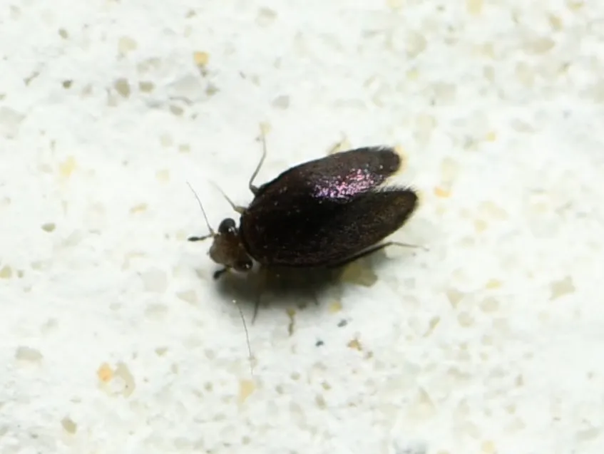 Soa flaviterminata