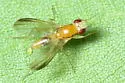 Sobarocephala atricornis