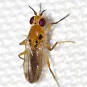 Sobarocephala cruciger