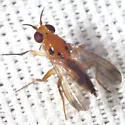 Sobarocephala cruciger - photo 2