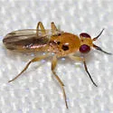 Sobarocephala cruciger - photo 3