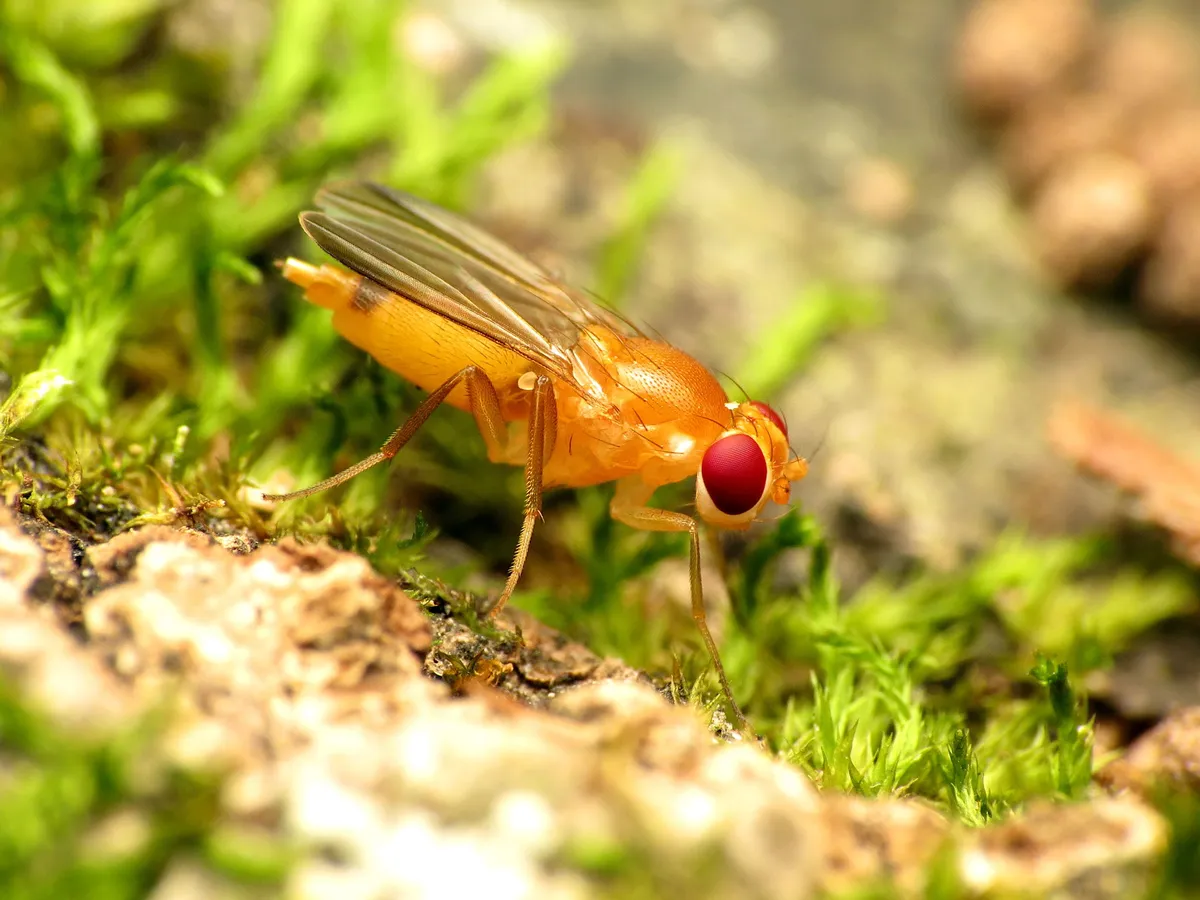 Sobarocephala flaviseta