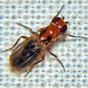 Sobarocephala interrupta