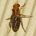 Sobarocephala interrupta - photo 2