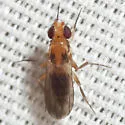 Sobarocephala interrupta - photo 3