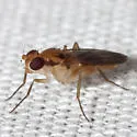 Sobarocephala interrupta - photo 4