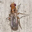 Sobarocephala interrupta - photo 5