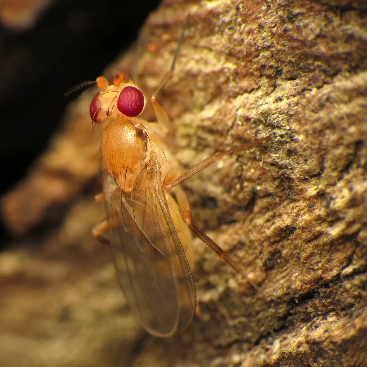 Sobarocephala lachnosternum