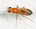 Sobarocephala latifacies