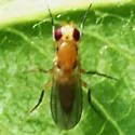 Sobarocephala latifacies - photo 2