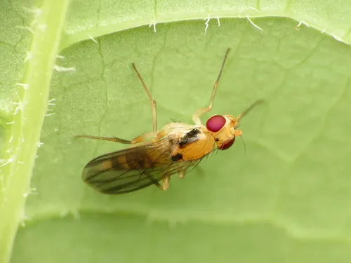 Sobarocephala latifrons