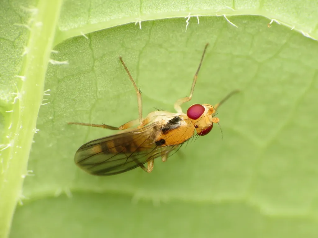Sobarocephala latifrons - photo 2