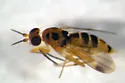 Sobarocephala quadrimaculata