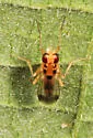Sobarocephala quadrimaculata - photo 2