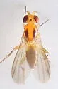 Sobarocephala setipes