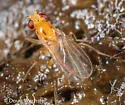 Sobarocephala setipes - photo 3