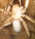 Socalchemmis gertschi