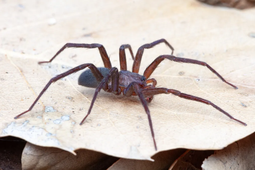 Socalchemmis idyllwild - photo 2