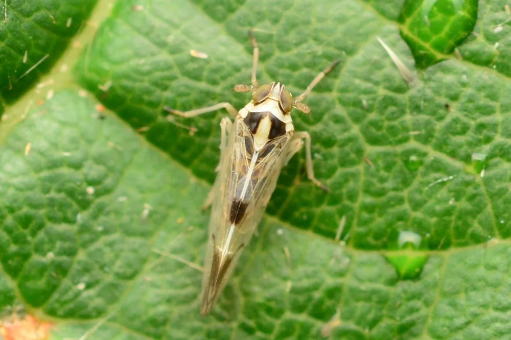 White-backed Planthopper - photo 2