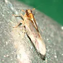 Sogatella kolophon