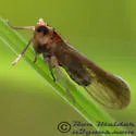 Sogatella kolophon - photo 3