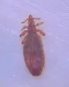 Solenopotes capillatus