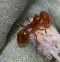Solenopsis amblychila