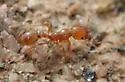 Solenopsis amblychila - photo 3