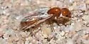 Solenopsis amblychila - photo 4
