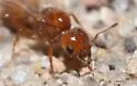 Solenopsis amblychila - photo 5