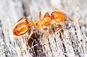 Solenopsis aurea