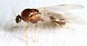 Solenopsis aurea - photo 2
