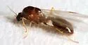 Solenopsis aurea - photo 3