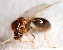 Solenopsis aurea - photo 4